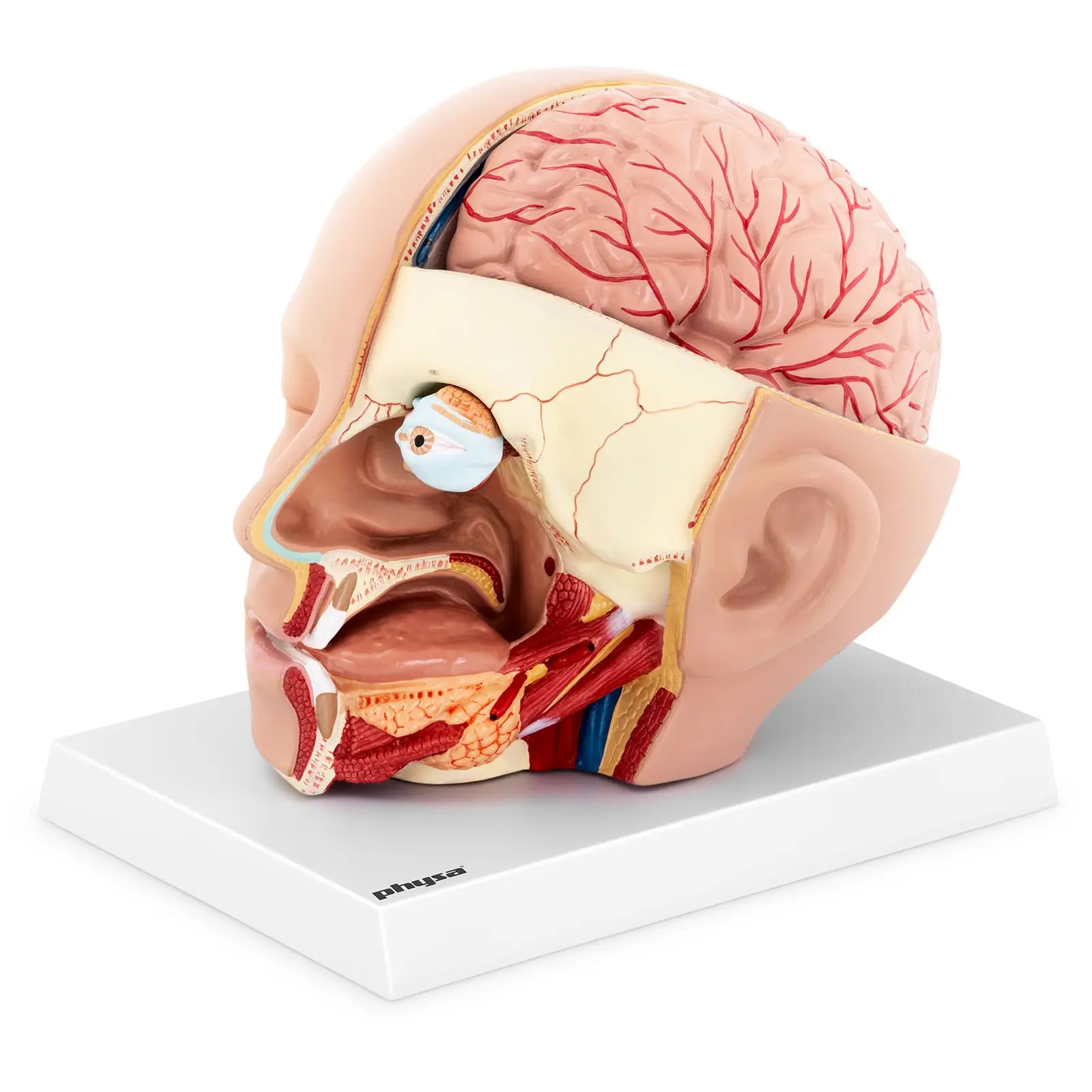 Cabeça e cérebro - modelo anatómico