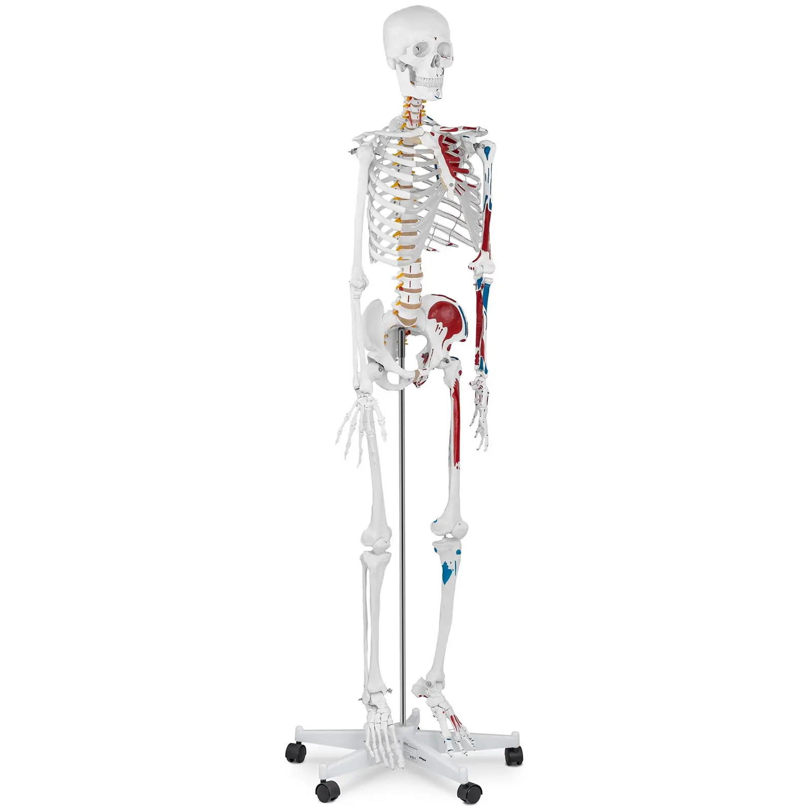 Modelo de esqueleto humano - tamanho natural - colorido