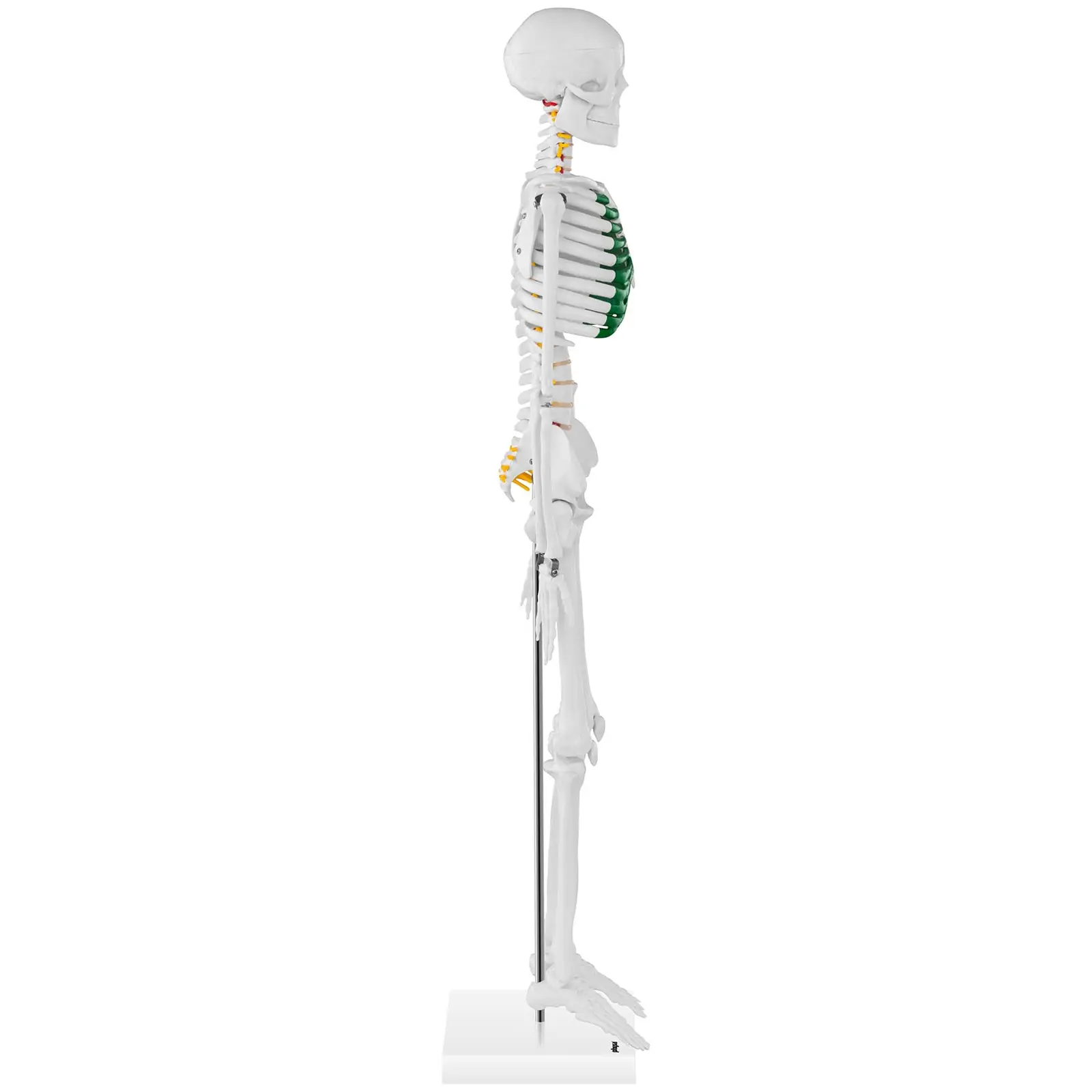 Esqueleto humano - modelo anatómico - 85 cm