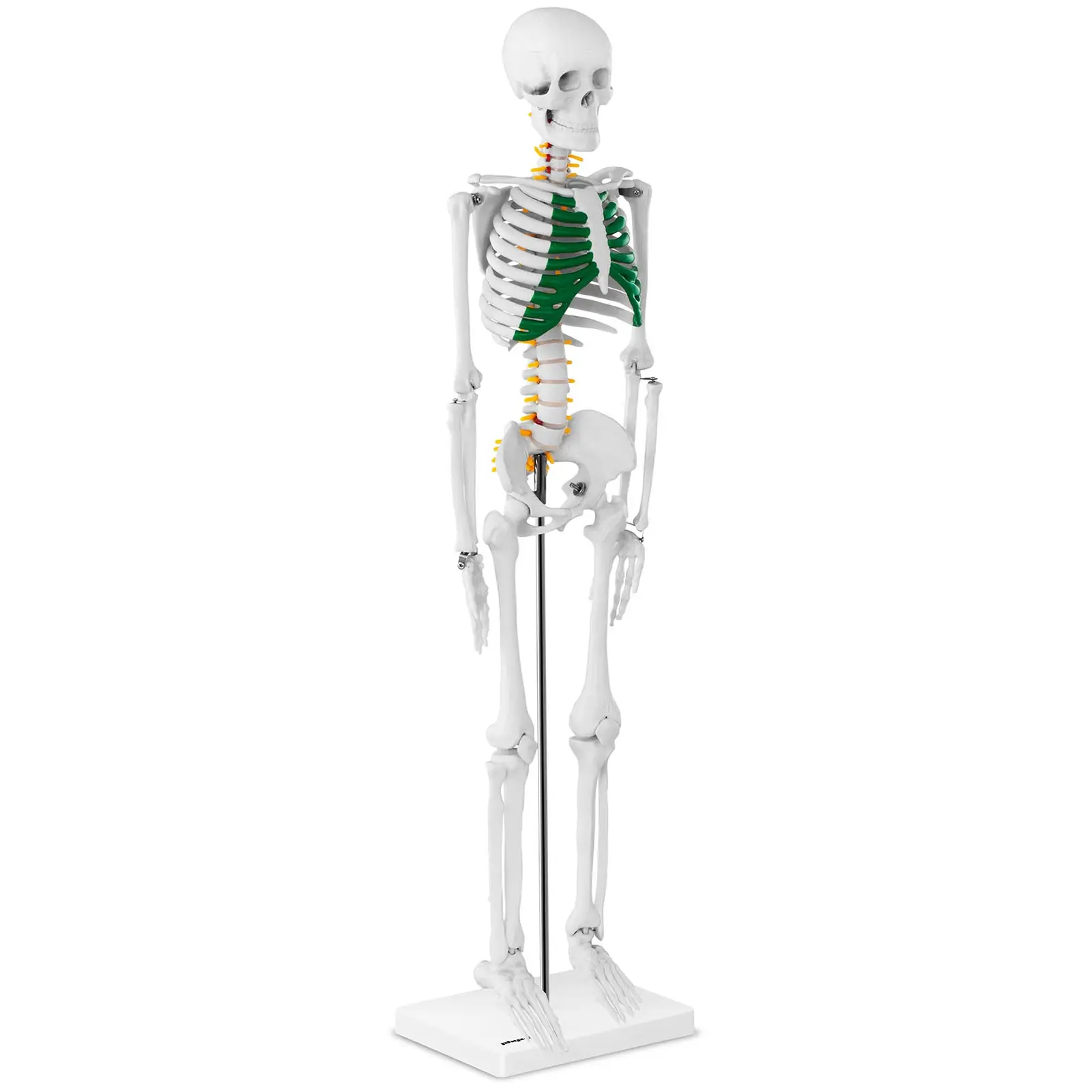 Esqueleto humano - modelo anatómico - 85 cm