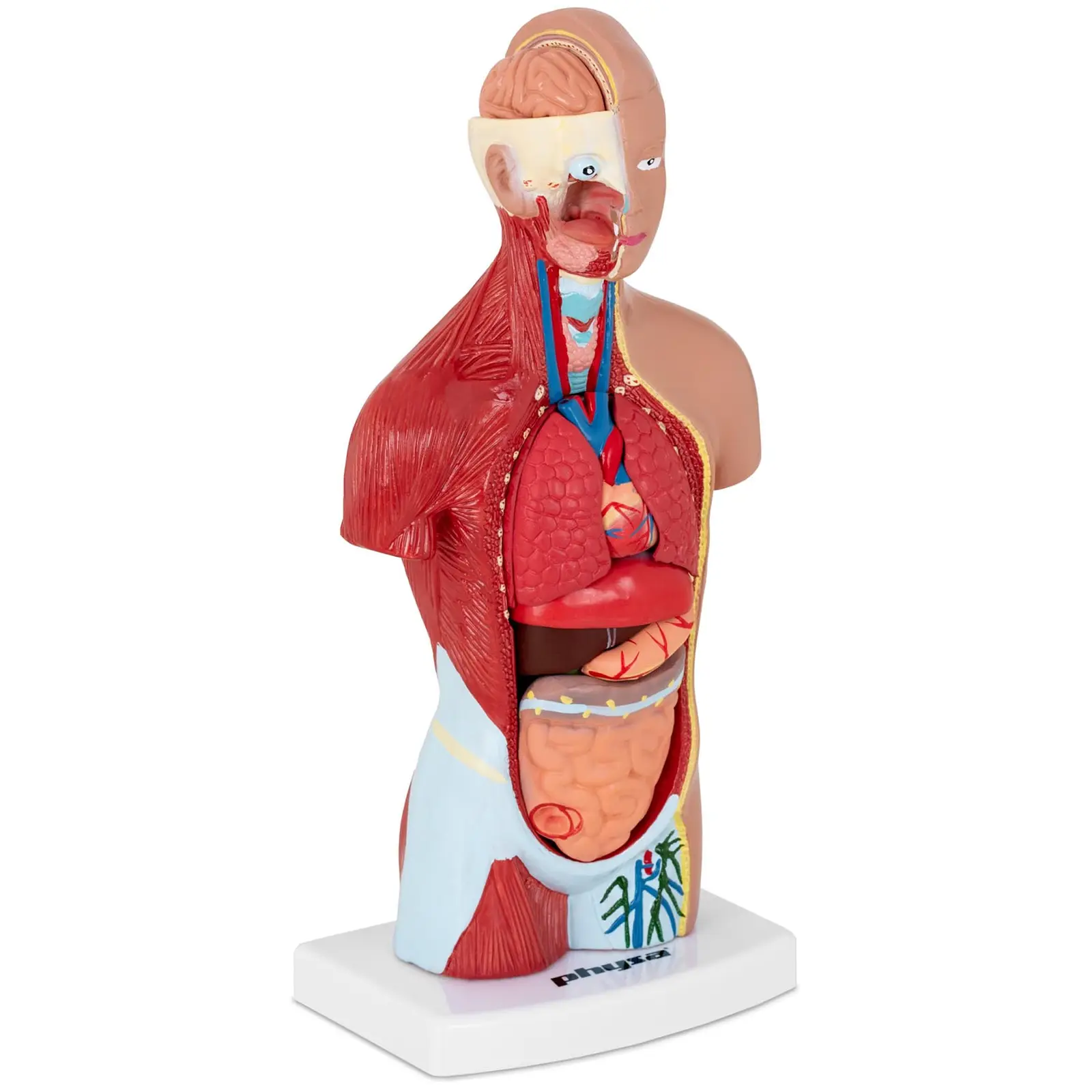 Tronco humano - modelo anatómico
