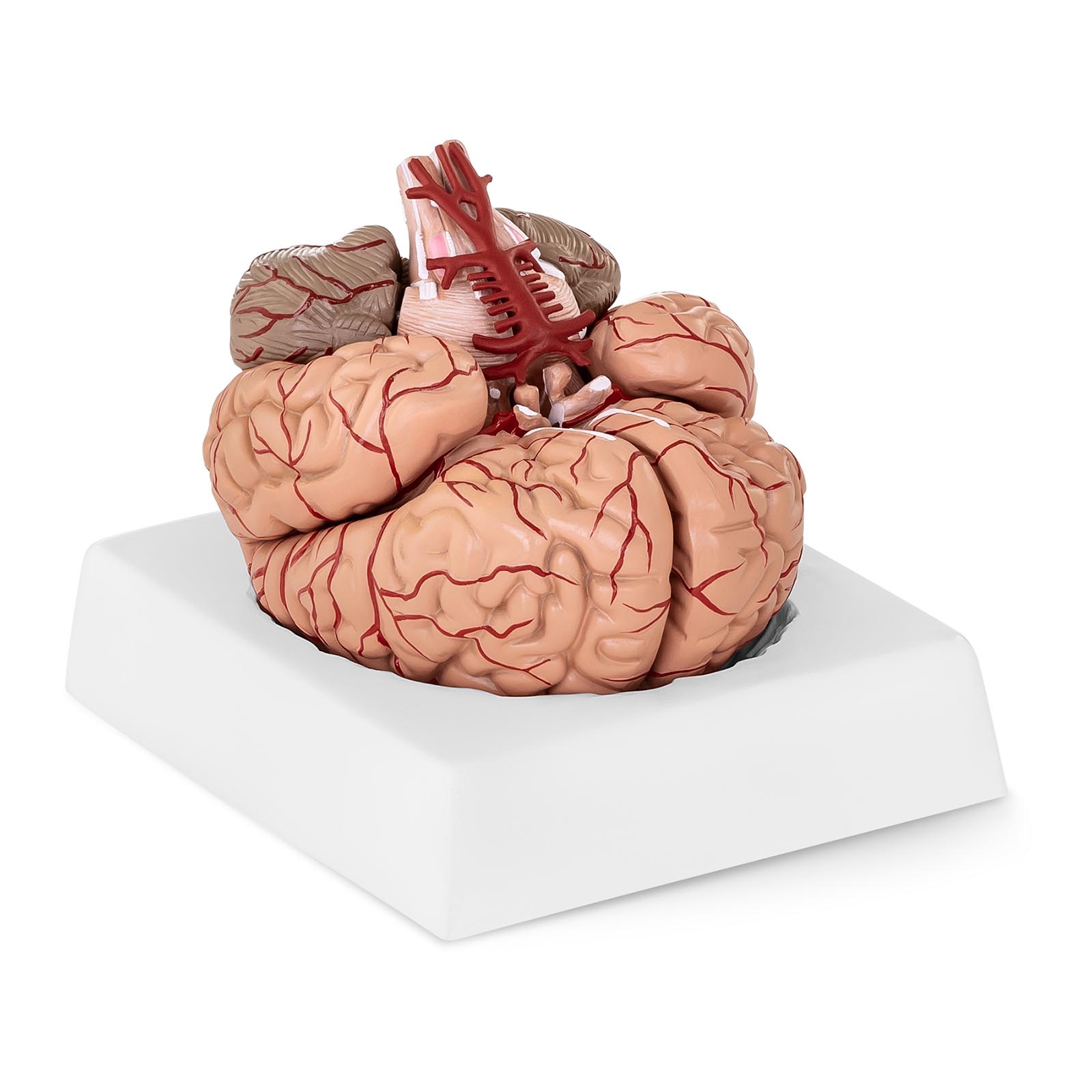 Produtos recondicionados Modelo de cérebro - 9 segmentos - tamanho natural