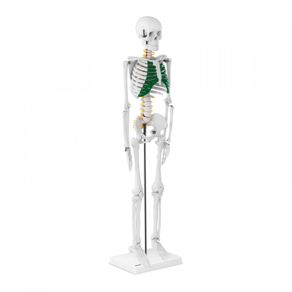 Produtos recondicionados Esqueleto humano - modelo anatómico - 85 cm