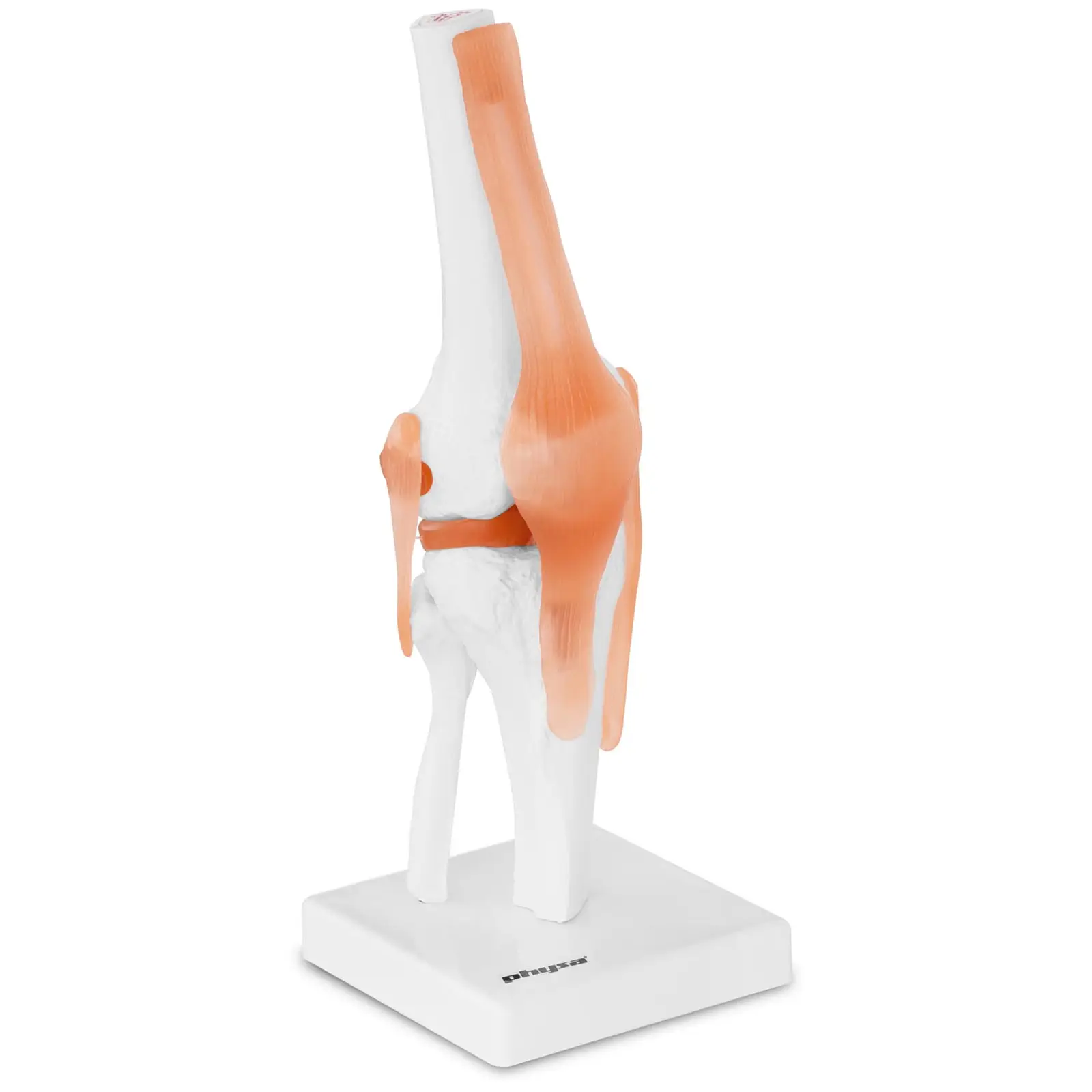 Articulação do joelho - modelo anatómico