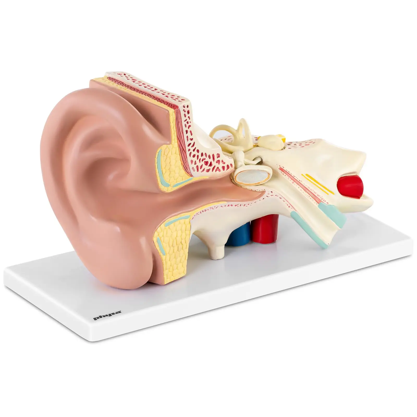 Ouvido - modelo anatómico - escala 3:1
