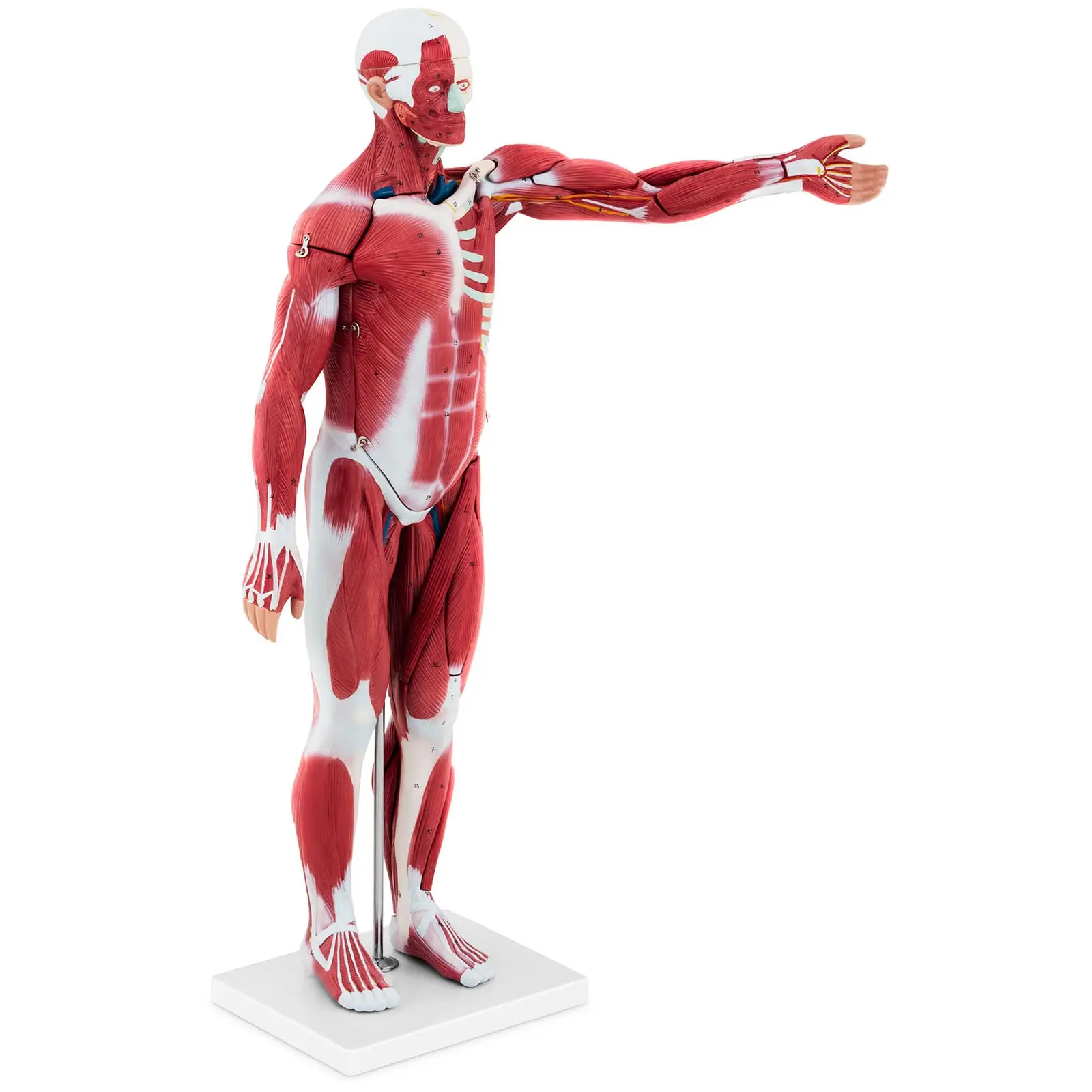 Corpo humano - 76 cm - modelo anatómico